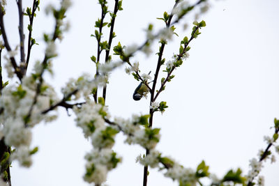 Low angle view of flowers on tree against sky