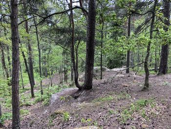 Trees in forest