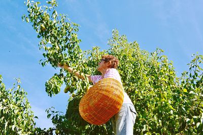 Low angle view of woman picking pears on tree