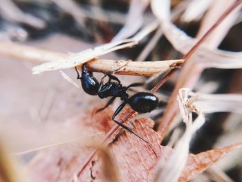 Macro shot of ant on stick