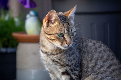 Close-up of a cat looking away