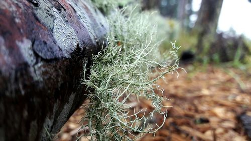 Close-up of plant growing on field