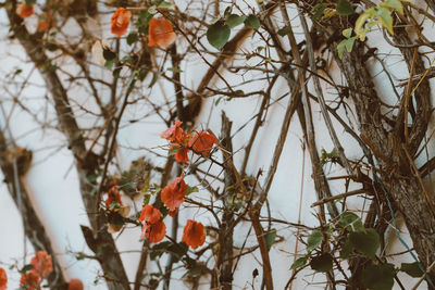 Low angle view of flowering plants on branch against sky