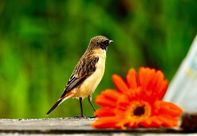 Close-up of hummingbird on flower