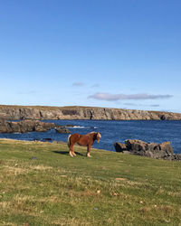 Horse in a field