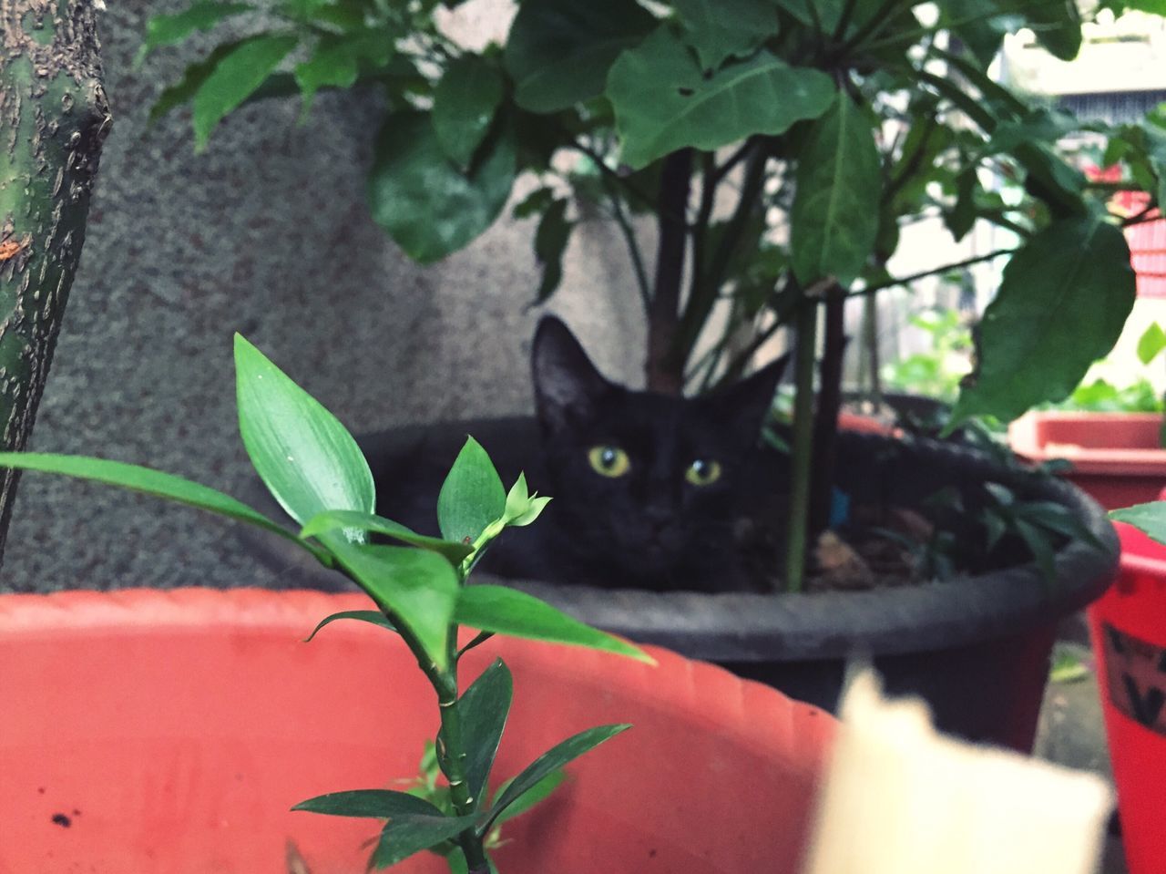 domestic cat, cat, pets, one animal, domestic animals, animal themes, feline, mammal, whisker, looking at camera, portrait, plant, potted plant, leaf, sitting, staring, close-up, black color, relaxation, alertness