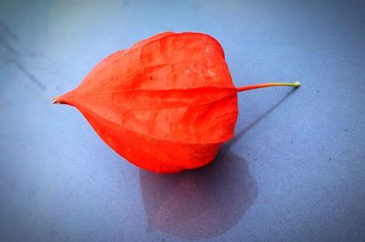 Close-up of red fruit on leaf