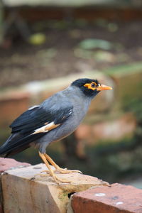 Close-up of bird perching on wooden post