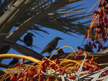 Low angle view of birds perching on tree