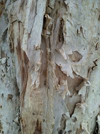 Full frame shot of tree trunk