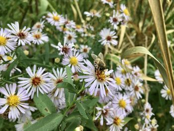 Close-up of insect on white flower