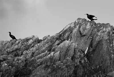 Low angle view of bird perching on rock