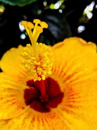 Close-up of yellow hibiscus
