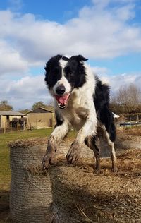 Dog on field against sky