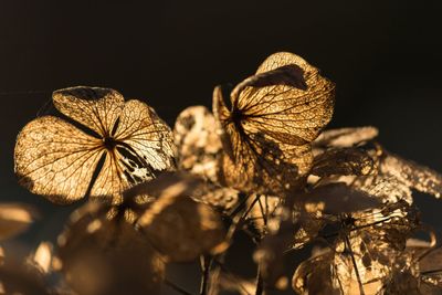 Close-up of flowers