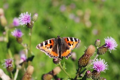 Close-up of butterfly pollinating on purple flower