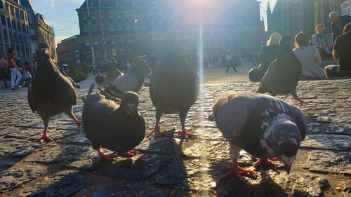 Group of birds in city