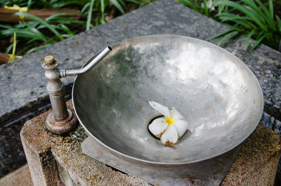 High angle view of frangipani in garden drinking fountain