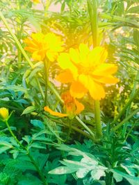 Close-up of yellow flowers blooming outdoors