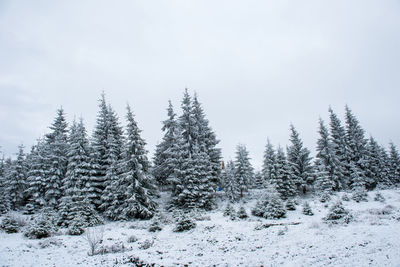 Snow covered pine trees against sky