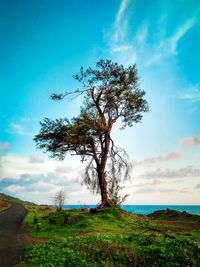 Tree on field against sky