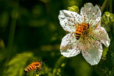 Close-up of bee pollinating on flower