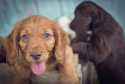 Close-up portrait of dog sticking out tongue