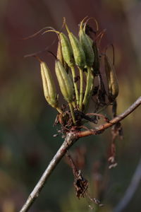 Close-up of fruit growing on tree