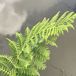 High angle view of fern leaves on tree