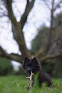 Close-up of dog holding twig on grassy field