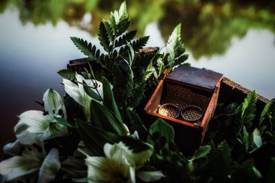 Close-up of fresh green plant against trees