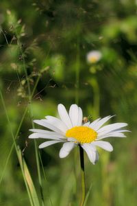 Close-up of white daisy blooming outdoors