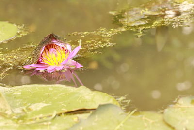 Close-up of pink lotus water lily in lake