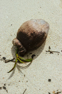 High angle view of shell on sand