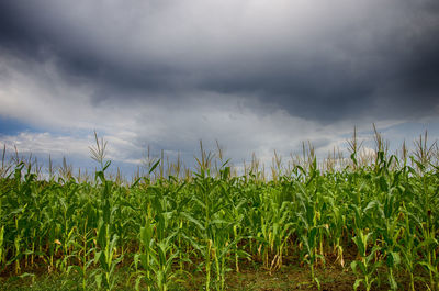 Crops growing on field against sky