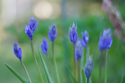 Close-up of purple crocus flowers on field