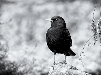 Close-up of bird perching on rock