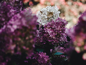 Delicate pink hydrangea florals