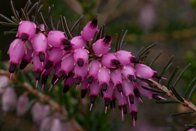 Close-up of pink flowers blooming outdoors