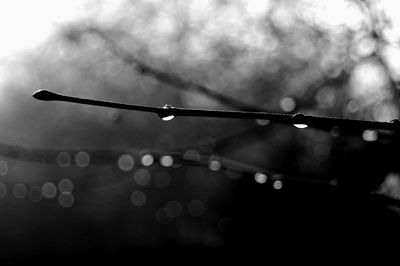 Close-up of water drops on rainy season