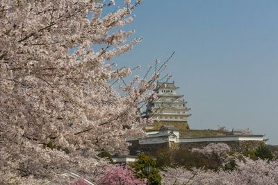 Low angle view of cherry tree by building against sky