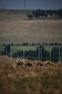 Sheep in a field