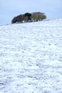 Close-up of snow covered trees against sky