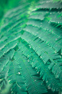 Full frame shot of green leaves