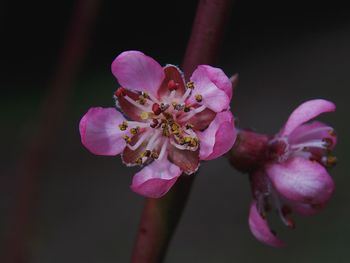 Close-up of pink cherry blossoms