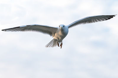 Low angle view of seagull flying