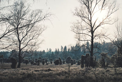 View of trees on field against sky