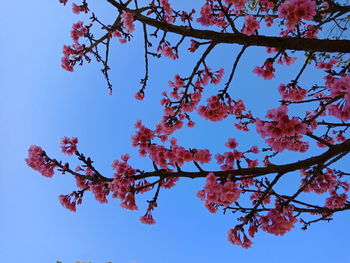 Low angle view of cherry blossom against blue sky