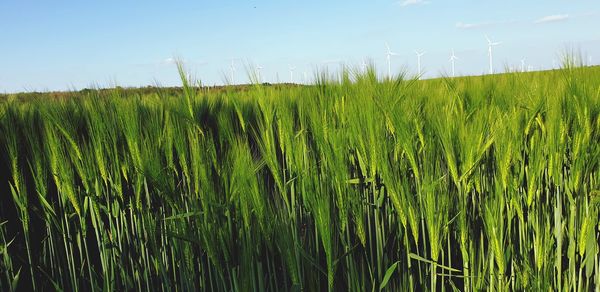 Crops growing on field against sky