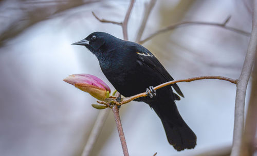 Close-up of brewer's blackbird  perching on branch